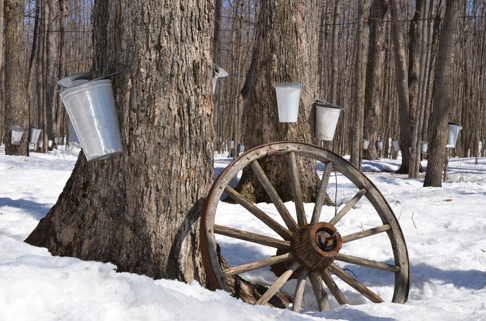 WILD SAPPED BY NATURE Maple Sugar/Cream/Syrup. Anxiety-Probiotic-Prostate-Anemia-Detox
