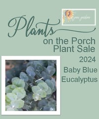 Image 1 of Eucalyptus Plant Sale