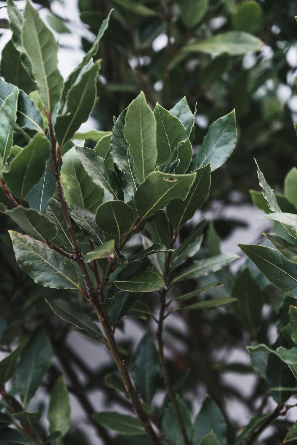 Sweet Baby Laurel! Turkish Bay Leaves/Powder/Teabags: Mood-Diabetes-Sedative-Weight-Headache