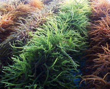 TRUE Cold Water CHONDRUS CRISPUS Whole Leaf Irish Sea Moss. Detoxer-Erectile Dysfunction-Pathogens