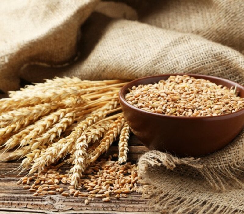 ANCIENT WHEAT-28! The REAL Oatmeal Alternative-BERRIES & FLOUR. HIGH PROTEIN!