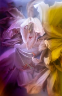 Image 2 of Soft Resilience #1