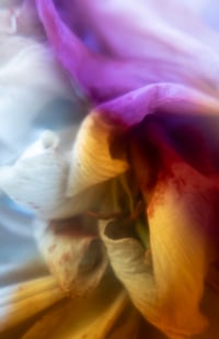 Image 2 of Soft Resilience #4