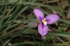 Patersonia occidentalis - Long Purple-flag