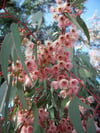 Eucalyptus torquata - Coral Gum