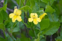 Image 1 of Goodenia ovata - Hop Goodenia