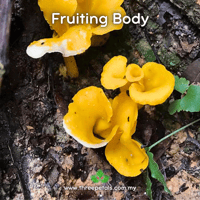 Image 2 of Fragrant Chanterelle (Craterellus Odoratus) Live Mycelium Mushroom Culture Spawn Seed