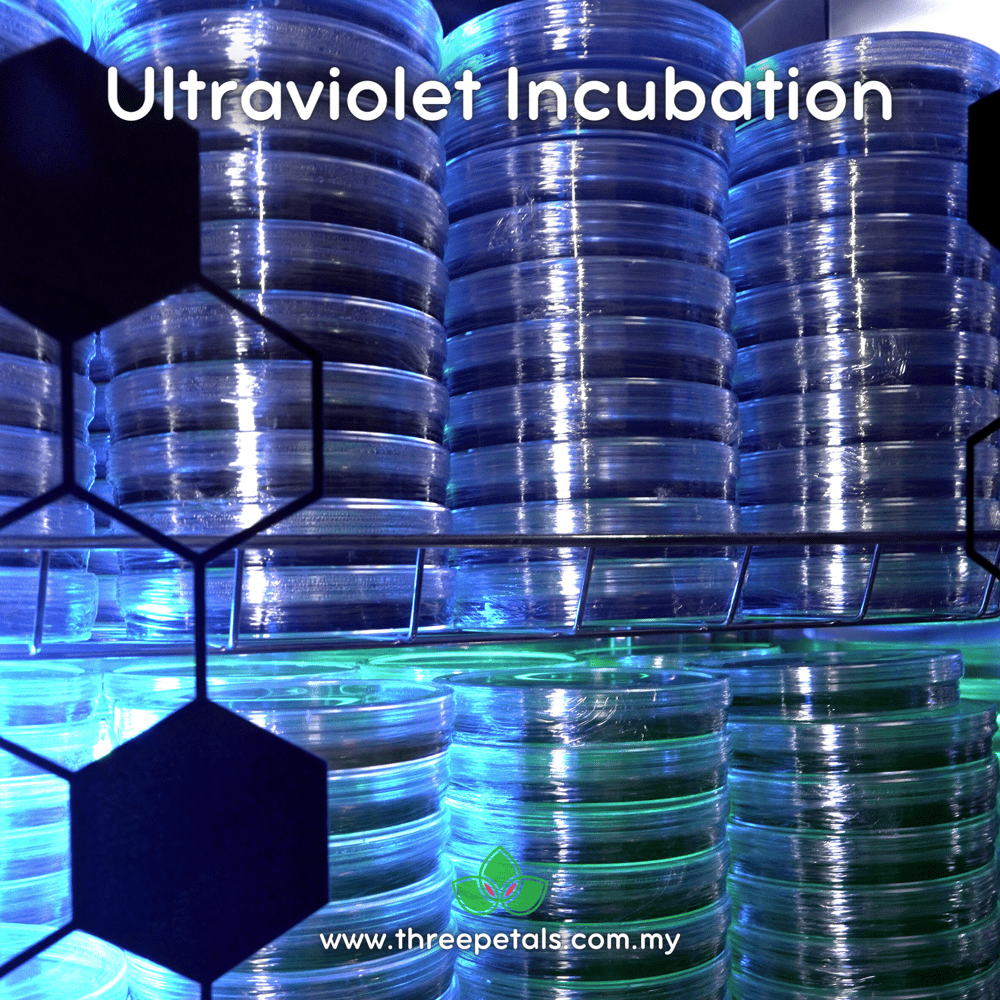 Luminous Porecap (Favolaschia Manipularis) Live Mycelium Mushroom Culture Spawn Seed