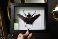 Image 1 of Red Goliath Beetle