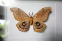 Image 2 of Polyphemus Moth