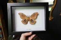 Image 1 of Polyphemus Moth