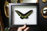 Image 1 of Rajah Brooke’s Birdwing Butterfly