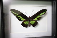 Image 2 of Rajah Brooke’s Birdwing Butterfly