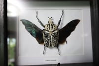 Image 2 of Goliath Beetle