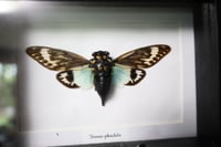 Image 2 of Thailand Blue Cicada