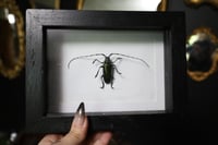 Image 1 of Green Longhorn Beetle
