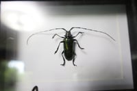 Image 2 of Green Longhorn Beetle