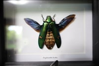 Image 2 of Metallic Wood-Boring Beetle