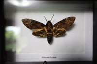 Image 2 of Death Head Moth