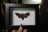 Image 1 of Death Head Moth