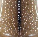 Axis Deer Hide Pillows