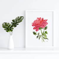 Image 3 of Red Rose-original artwork