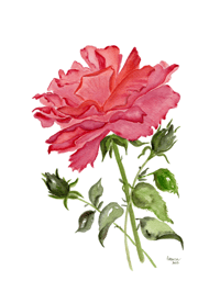 Image 8 of The Rose- poster print