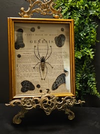 Image 1 of Incredible giant golden orb weaver, 1800' Genesis bible page and real web 