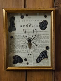 Image 3 of Incredible giant golden orb weaver, 1800' Genesis bible page and real web 