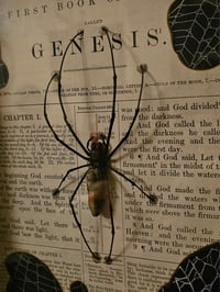 Image 4 of Incredible giant golden orb weaver, 1800' Genesis bible page and real web 