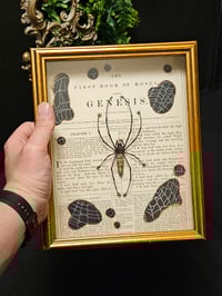 Image 2 of Incredible giant golden orb weaver, 1800' Genesis bible page and real web 