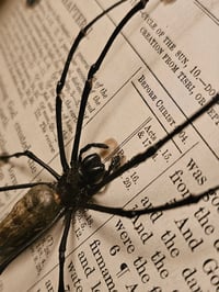 Image 5 of Incredible giant golden orb weaver, 1800' Genesis bible page and real web 