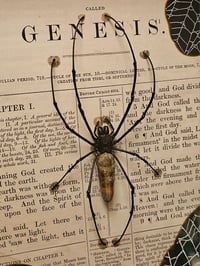 Image 6 of Incredible giant golden orb weaver, 1800' Genesis bible page and real web 