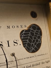 Image 8 of Incredible giant golden orb weaver, 1800' Genesis bible page and real web 