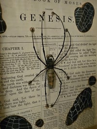 Image 9 of Incredible giant golden orb weaver, 1800' Genesis bible page and real web 