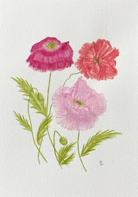 Image 3 of Shirley Poppies- original artwork 