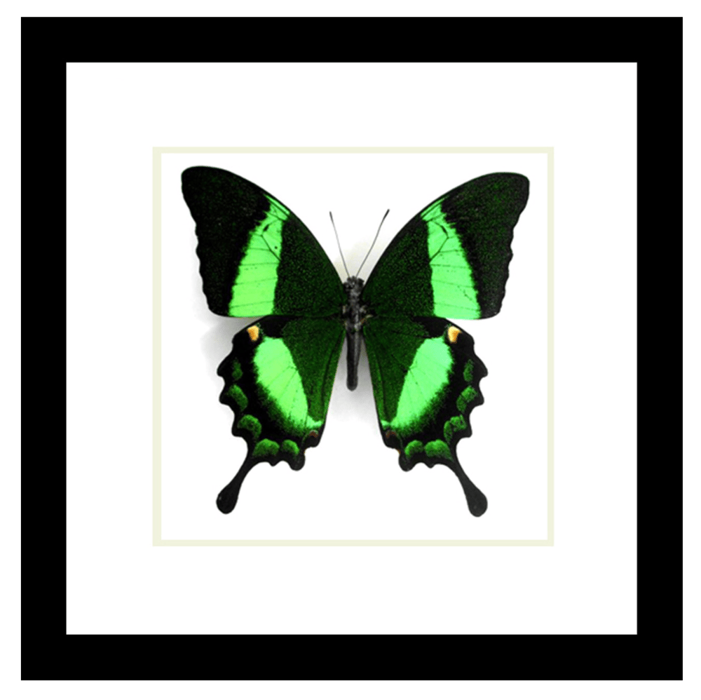 Image of  Papilio palinurus Framed Butterfly Specimen 