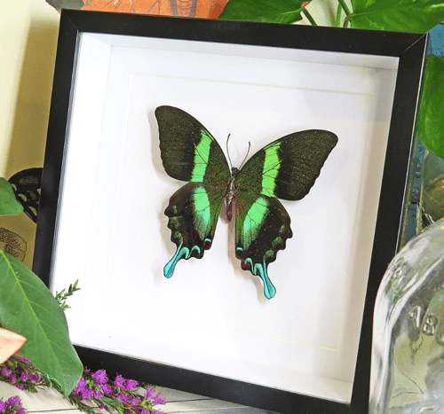 Image of Papilio blumei framed Butterfly Specimen