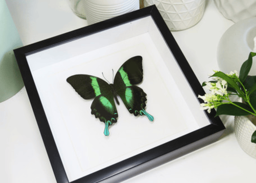 Image of Papilio blumei framed Butterfly Specimen