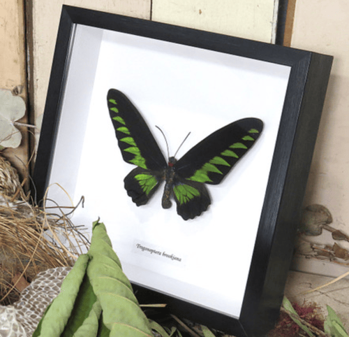 Image of Trojanoptera brookiana Butterfly Specimen