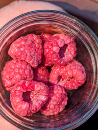 Freeze Dried Organic Raspberries