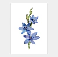 Image 1 of Sun Orchid Original Illustration