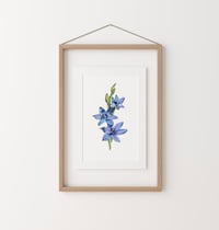 Image 2 of Sun Orchid Original Illustration