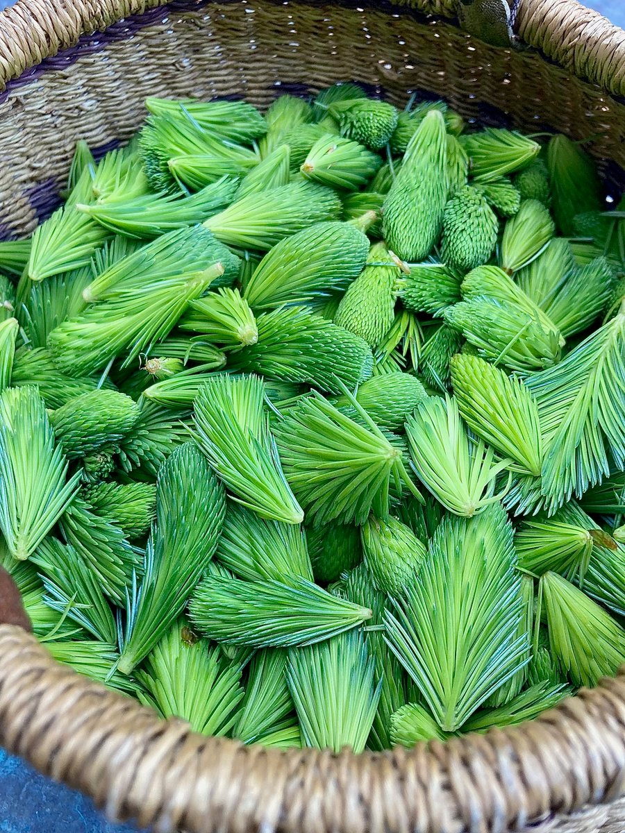 Spruce Tips Born Free Natural Mystic spruce-tips-born-free-natural-mystic