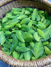 Image 1 of Spruce Tips