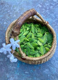 Image 2 of Spruce Tips