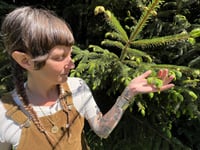 Image 3 of Spruce Tips