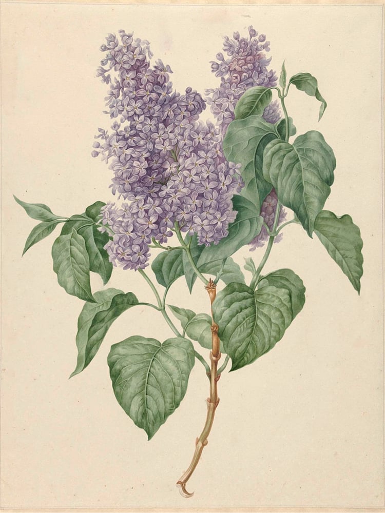 Image of CT LILAS