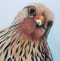 Image 2 of Merlin Falcon - Watercolor / Gouache Fine Art Print - Award Winning!