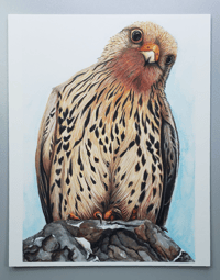Image 2 of Merlin Falcon - Watercolor / Gouache Fine Art Print